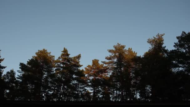 傍晚时分森林里的松树树冠 — 图库视频影像