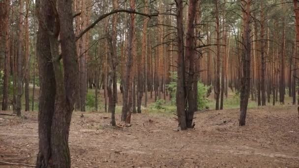Сосновый Лес Осенью Днем Деревьями — стоковое видео