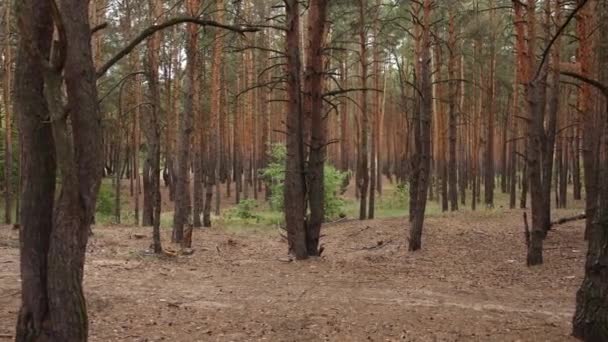 Сосновый Лес Осенью Днем Деревьями — стоковое видео