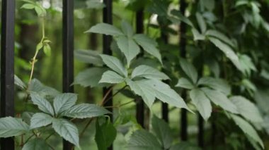 Metal bir çitin üzerinde yabani üzüm yaprakları