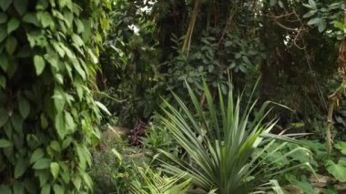 palm trees and other plants in the botanical garden