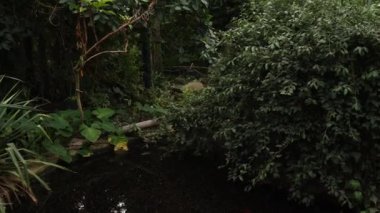 palm trees and other plants in the botanical garden