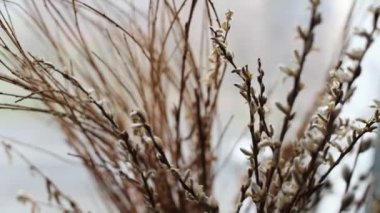 a willow branch in a vase on a table in an apartment