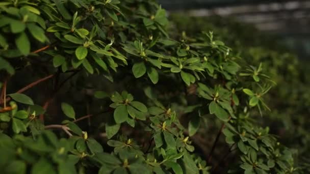 Zielona Roślina Krzewu Wiosną Dużymi Liśćmi — Wideo stockowe