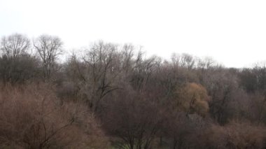 dense autumn forest on a cloudy day with trees without leaves