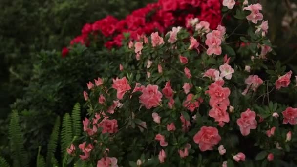 Red Flowers Grow Botanical Garden — Stok video