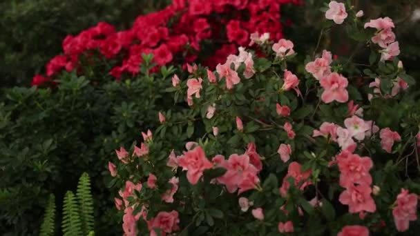 Червоні Квіти Ростуть Ботанічному Саду — стокове відео