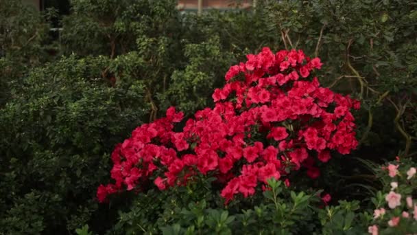 Červené Květy Rostou Botanické Zahradě — Stock video