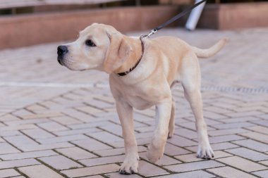 a white labrador dog on the street in the city