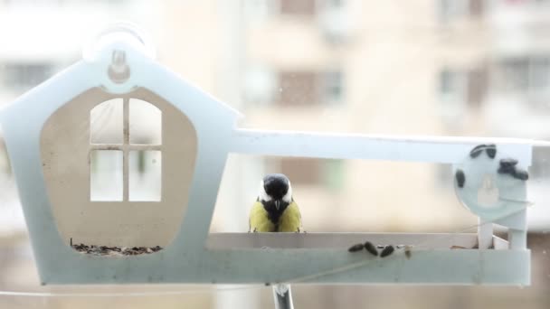 Little Tit Bird Flew Feeder Window Seeds — Videoclip de stoc