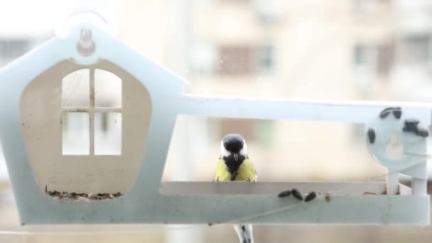 Little Tit Bird Flew Feeder Window Seeds — Vídeos de Stock