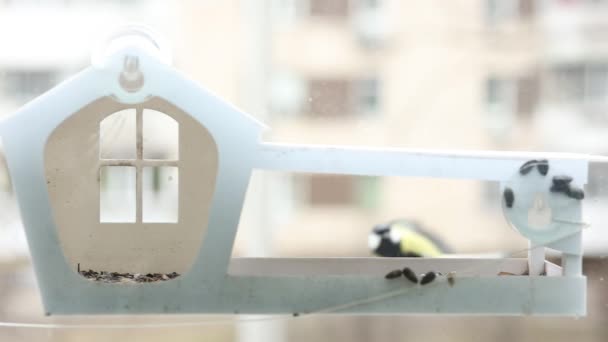 Little Tit Bird Flew Feeder Window Seeds — Vídeo de Stock