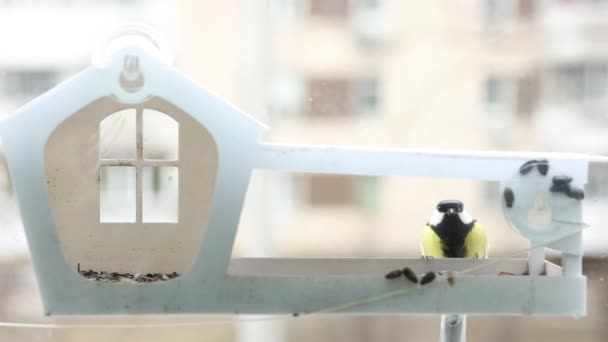 Little Tit Bird Flew Feeder Window Seeds — Stockvideo