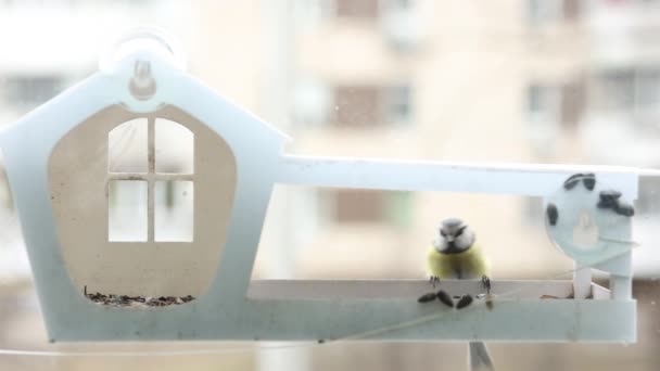 Little Tit Bird Flew Feeder Window Seeds — Video