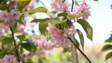 Baharda bahçede pembe sakura ve kiraz çiçekleri