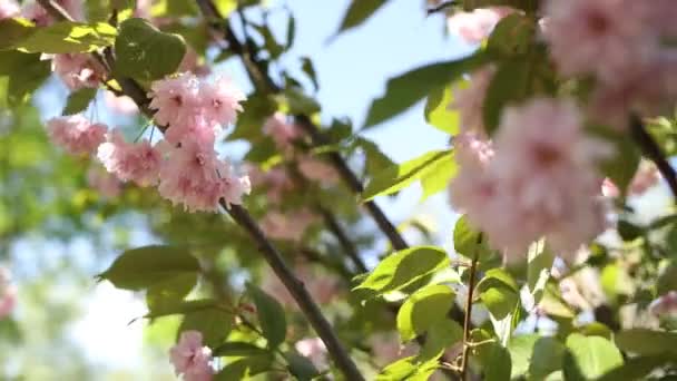 春の庭にピンクの桜と桜が咲きました — ストック動画