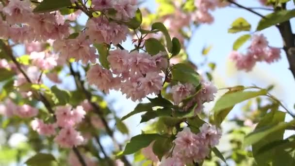 Rózsaszín Sakura Cseresznyevirág Kertben Tavasszal — Stock videók