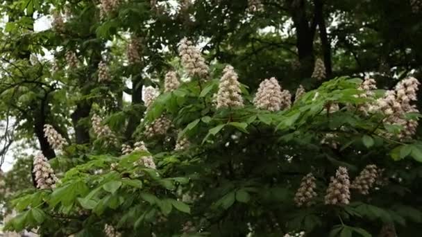 Kastanjeträdet Blommar Med Blommor Våren — Stockvideo