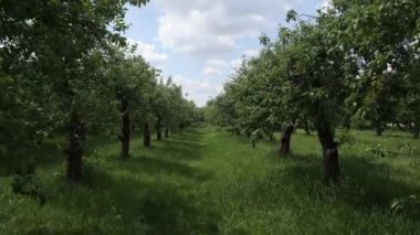 Bahçede yazın ağaçların bulvarı