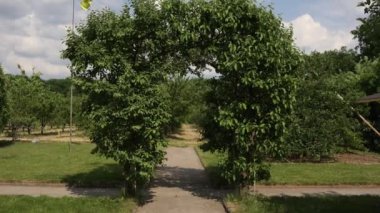  Toskana İtalya 'da büyük bir ağaç bahçesi.