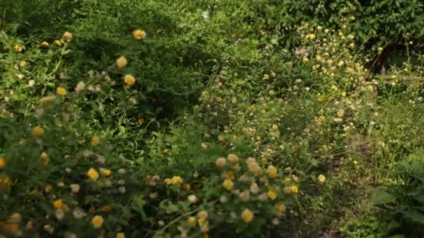 Sarı Çiçekler Bahçede Yetişir Parktaki Çalılıklarda — Stok video