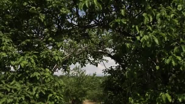 Ένας Μεγάλος Κήπος Δέντρα Στην Τοσκάνη — Αρχείο Βίντεο