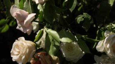 beautiful white flowers close-up on a wedding arch