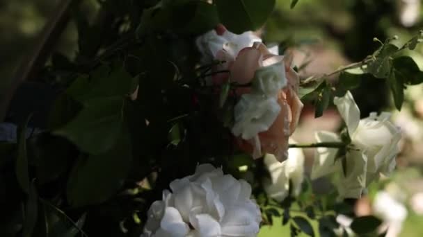 Krásné Bílé Květy Zblízka Svatební Oblouk — Stock video
