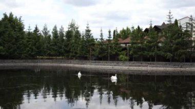 Yazın parkta gölde iki kuğu.