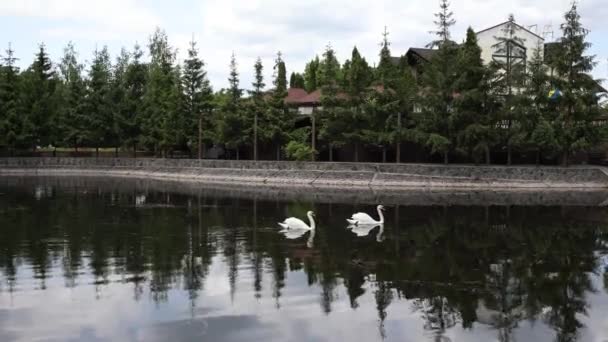 夏天公园里湖上有两只天鹅 — 图库视频影像