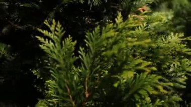 Yeşil thuja çalıları yazın bahçede yetişir.