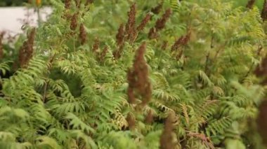 Çiçekler ve bitkiler yazın bahçede yetişir.