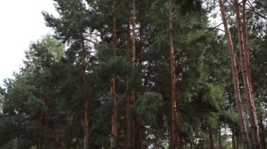 Yazın büyük ağaçlı çam ormanı