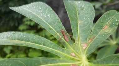 Yeşil yaprakta yağmur damlası