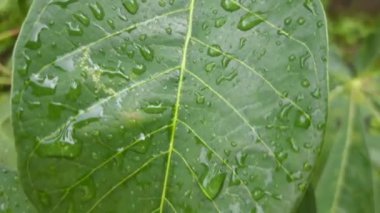 Yeşil yaprakta yağmur damlası