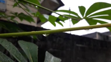 Yeşil yaprakta yağmur damlası