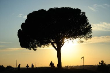 Roma, İtalya 29.09.2023: Gün batımında ağaç FOURBALL MATCHES RYDER CUP 2023 Marco Simone Golf & Country Club di Guidonia Montecelio, Roman