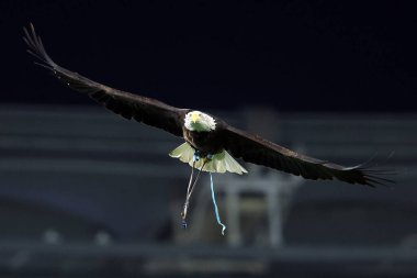 Rome, Italy 28.12.2024 : Eagles mascotte fly on the field before Italian football championship Serie A Enilive 2024-2025  match SS Lazio vs Atalanta Bergamasca Calcio at Stadio Olimpico in Rome. clipart