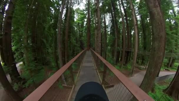 Redwood Forest Skywalk Περπάτημα Pov Καλιφόρνια Ηπα — Αρχείο Βίντεο