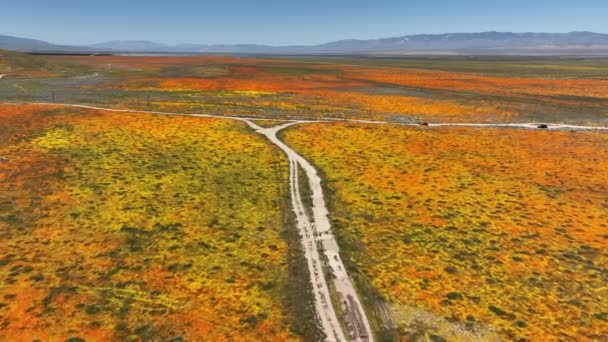 Poppy California Super Bloom Aerial Shot Forward Antelope Valley Filmado — Vídeos de Stock