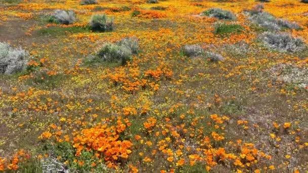 California Poppy Flowers Super Bloom Dolly Back Antelope Valley Lancaster — Vídeo de stock