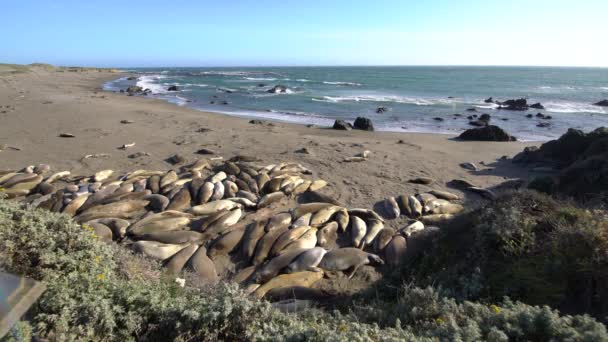 Big Sur Elephant Seals San Simeon Wide California Verenigde Staten — Stockvideo