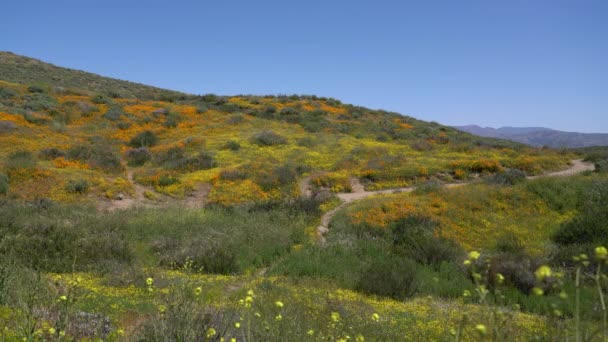 California Super Bloom Wildflower Trail Diamond Valley Lake Hills Wide — Vídeos de Stock