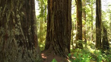 Redwood Ulusal Parkı 'nın Derin Ormanı Lady Bird Johnson Grove California ABD Dünya Mirası Bölgesi