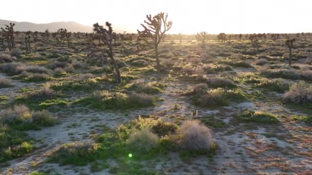 モハベ砂漠のジョシュア ツリー サンセット パームデール クレーン Jib California アメリカ — ストック動画