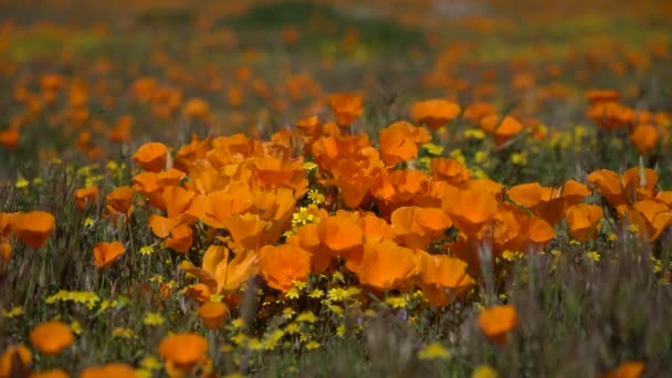 California Poppy Super Bloom Extreme Closeup Antelope Valley Poppy Reserve — Stock videók