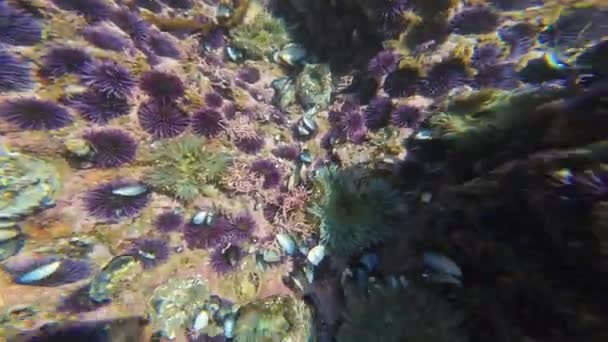 Overpopulated Purple Sea Urchin California Coast Underwater — Video Stock