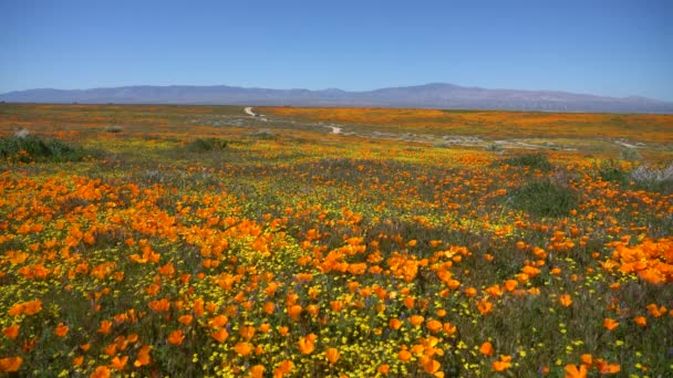 Antelope Valley California Poppy Reserve Amplio Ángulo Estados Unidos — Vídeo de stock