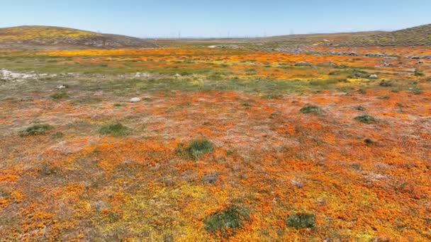 California Poppy Super Bloom 2023 Dolly Back Antelope Valley Lancaster — Vídeos de Stock