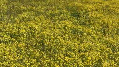 Goldfield Çiçekleri Kaliforniya Süper Çiçeği 2023 Carrizo Plain Dolly, Kaliforniya ABD